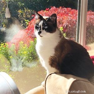 Tiny Cat Stories: Heartwarming Miniature Tales of Cats Who Changed Our Lives