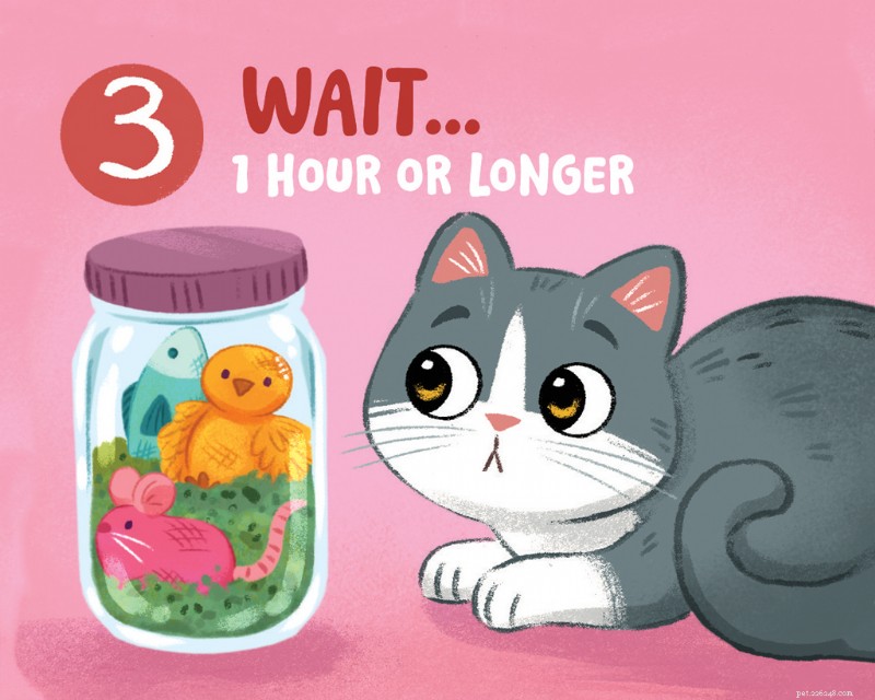 How to Refresh and Renew Catnip Toys – Illustrated Step‑by‑Step Guide