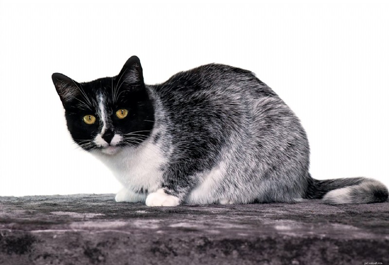 Scientists Identify Genetic Mutation Behind Finland’s “Salty Licorice” Cat Coat Pattern