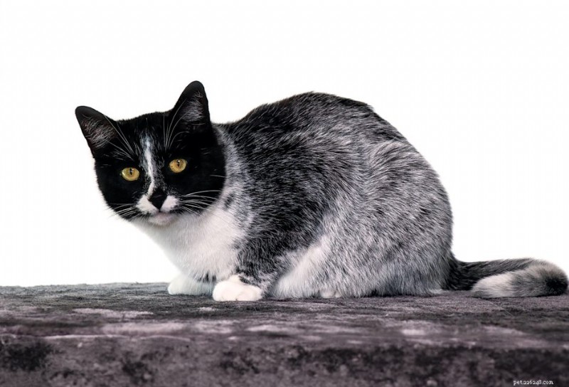 Scientists Identify Genetic Mutation Behind Finland’s “Salty Licorice” Cat Coat Pattern