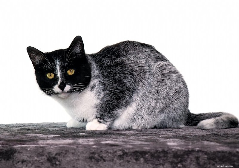 Scientists Identify Genetic Mutation Behind Finland’s “Salty Licorice” Cat Coat Pattern