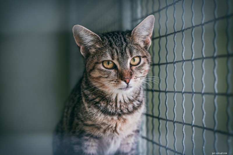 Why Spaying and Neutering Matters & How to Find Low‑Cost Services