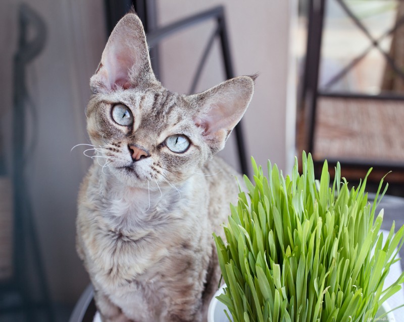 Why Spaying and Neutering Matters & How to Find Low‑Cost Services