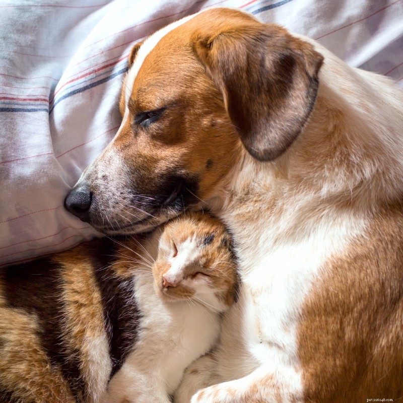 Why Spaying and Neutering Matters & How to Find Low‑Cost Services