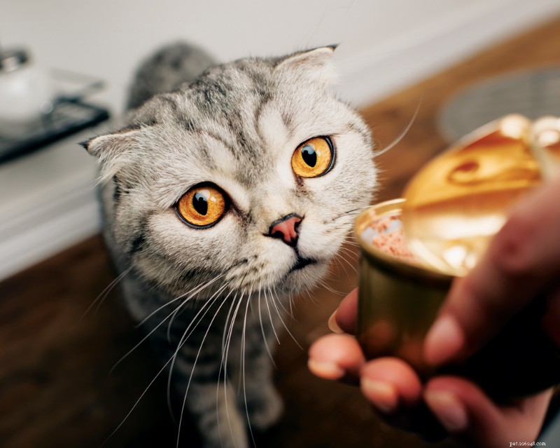 Why Cats Are Pickier Than Dogs: The Science Behind Feline Food Preferences