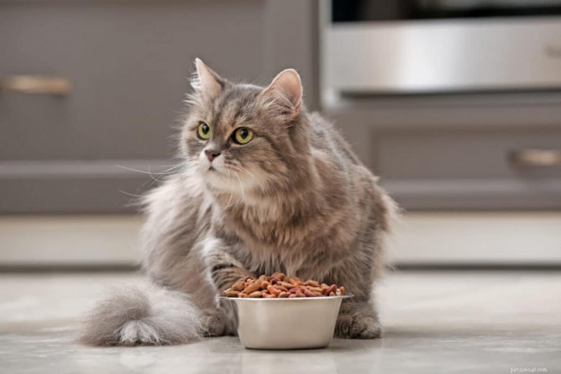 Is Your Cat a Picky Eater? Expert Tips to Encourage Healthy Eating