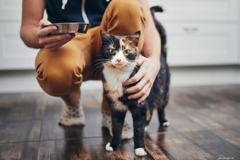 Is Your Cat a Picky Eater? Expert Tips to Encourage Healthy Eating