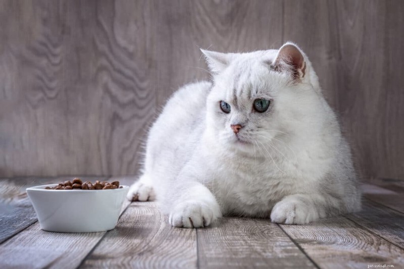 Is Your Cat a Picky Eater? Expert Tips to Encourage Healthy Eating