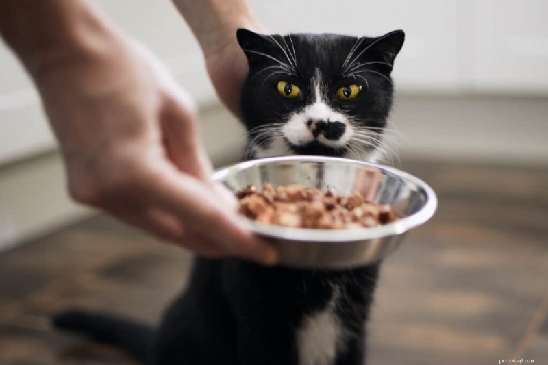Is Your Cat a Picky Eater? Expert Tips to Encourage Healthy Eating