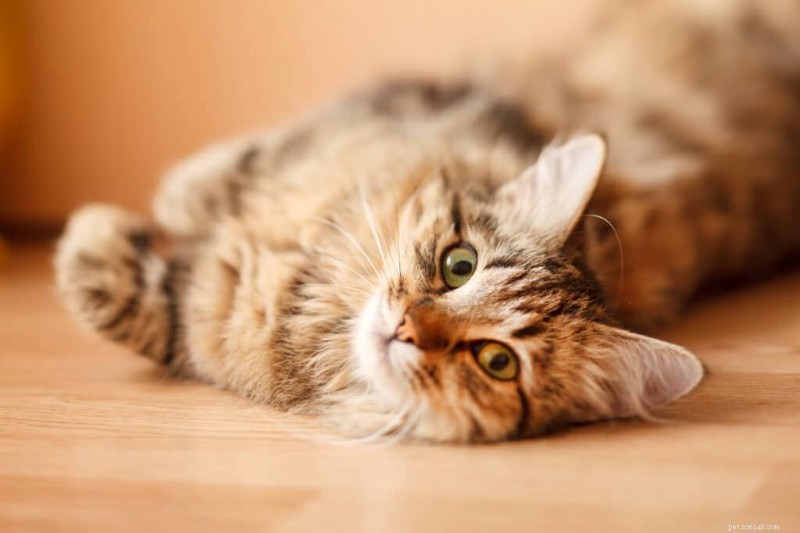 Is Your Cat a Picky Eater? Expert Tips to Encourage Healthy Eating