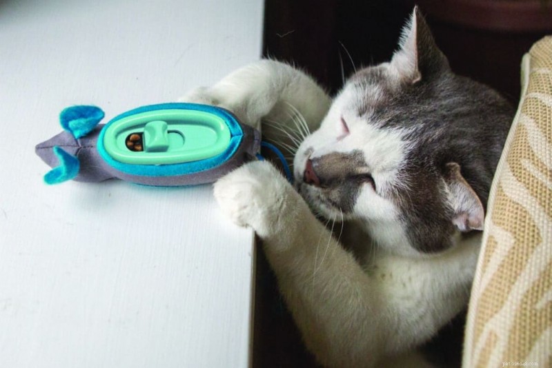 Is Your Cat a Picky Eater? Expert Tips to Encourage Healthy Eating