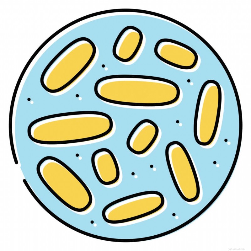 Preventing and Naturally Relieving Cat UTIs: Tips, Signs, and 8 Home Remedies