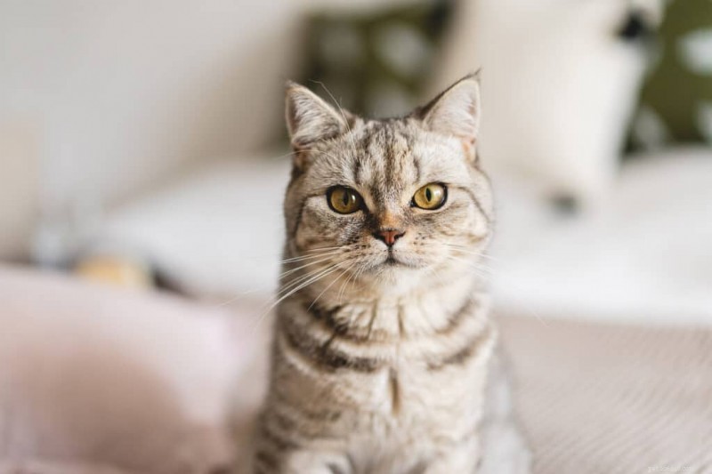 Preventing and Naturally Relieving Cat UTIs: Tips, Signs, and 8 Home Remedies