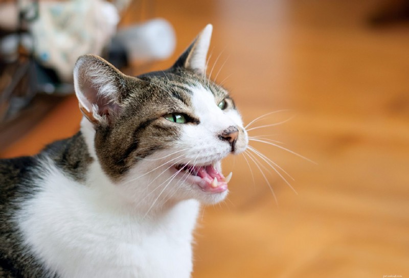 Cats Meow More at Male Caregivers: What Science Reveals