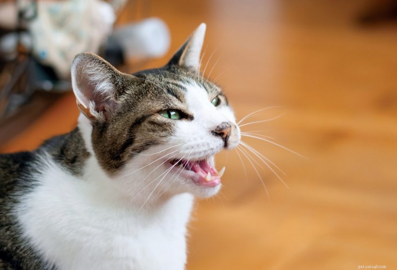 Cats Meow More at Male Caregivers: What Science Reveals