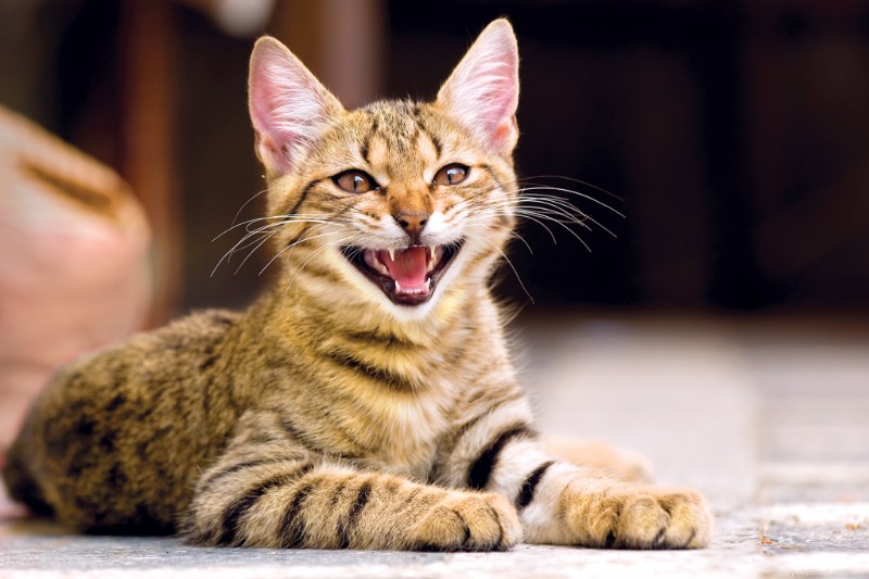 Cats Meow More at Male Caregivers: What Science Reveals