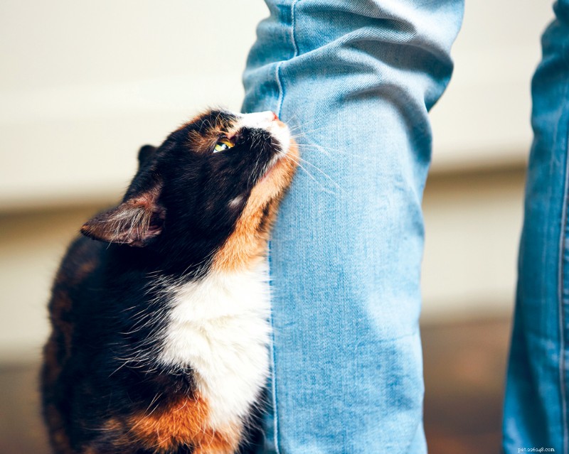 Cats Meow More at Male Caregivers: What Science Reveals