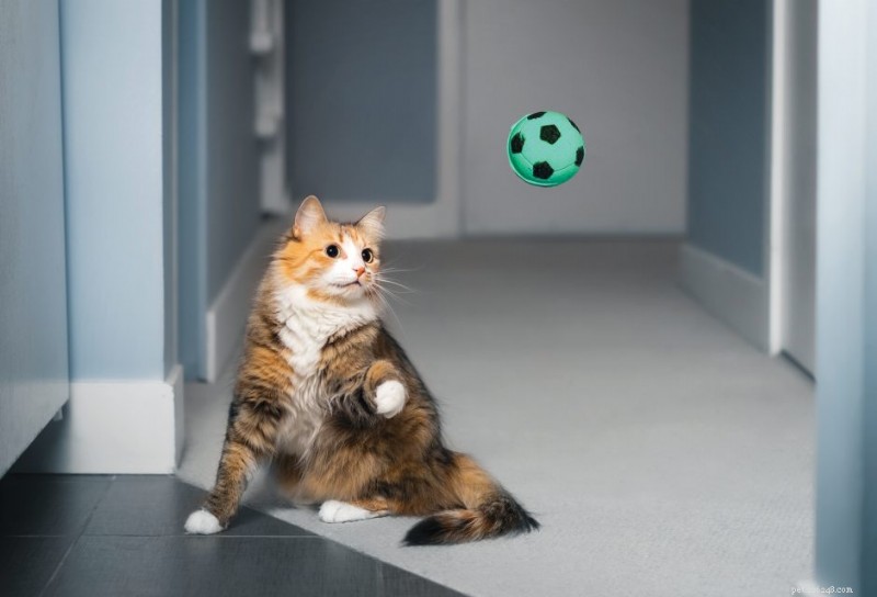 New Study Finds Over 40% of Cats Enjoy Playing Fetch