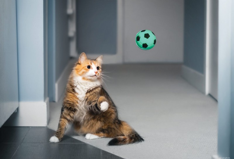 New Study Finds Over 40% of Cats Enjoy Playing Fetch