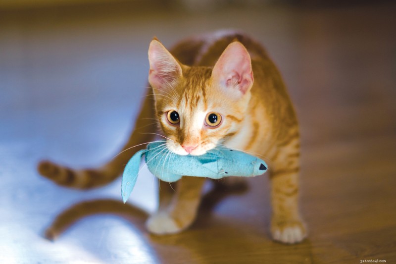 New Study Finds Over 40% of Cats Enjoy Playing Fetch