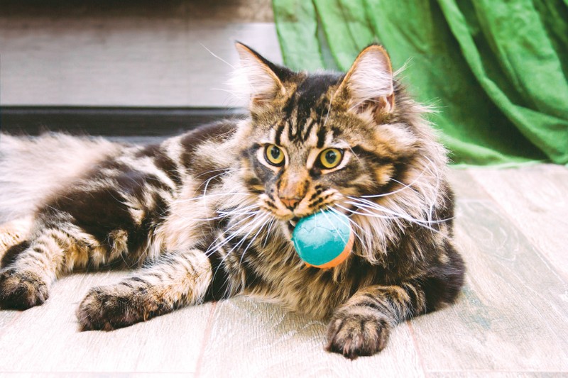 New Study Finds Over 40% of Cats Enjoy Playing Fetch