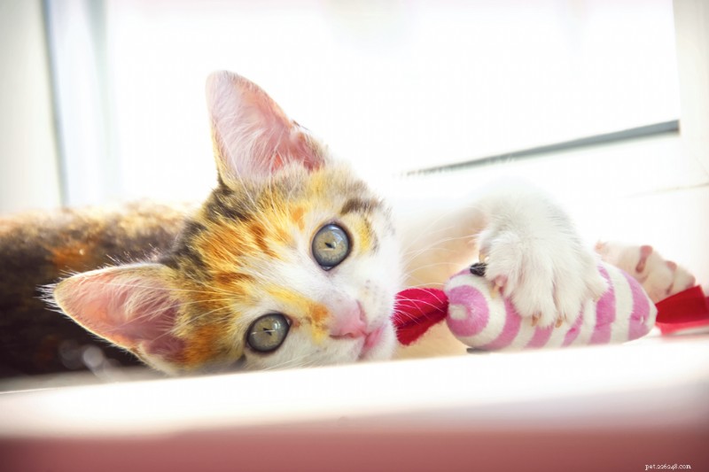 New Study Finds Over 40% of Cats Enjoy Playing Fetch