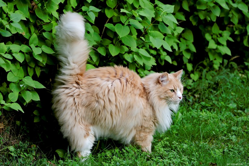 Do Female Cats Spray? Understanding Cat Spraying and How to Stop It