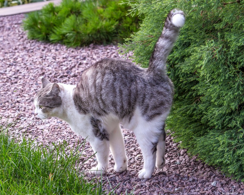 Do Female Cats Spray? Understanding Cat Spraying and How to Stop It