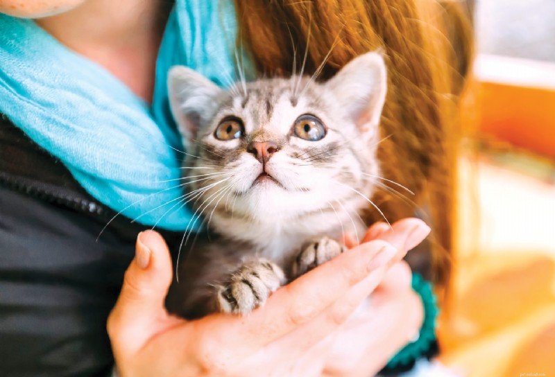 Do Cats Respond to Baby Talk? What Science Reveals About Your Voice