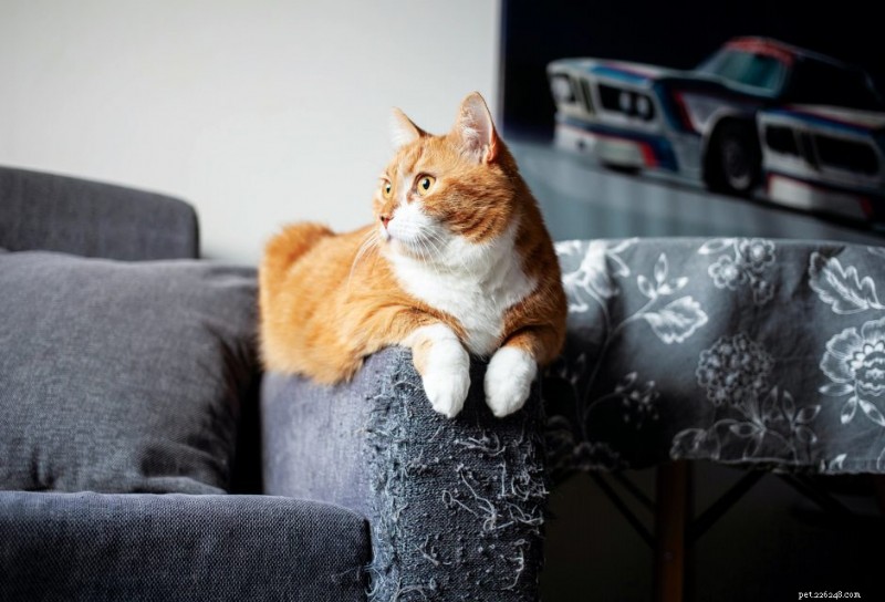 Why Cats Scratch Furniture and Simple Ways to Stop It