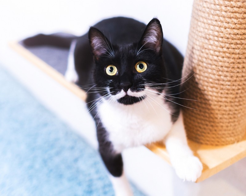 Why Cats Scratch Furniture and Simple Ways to Stop It