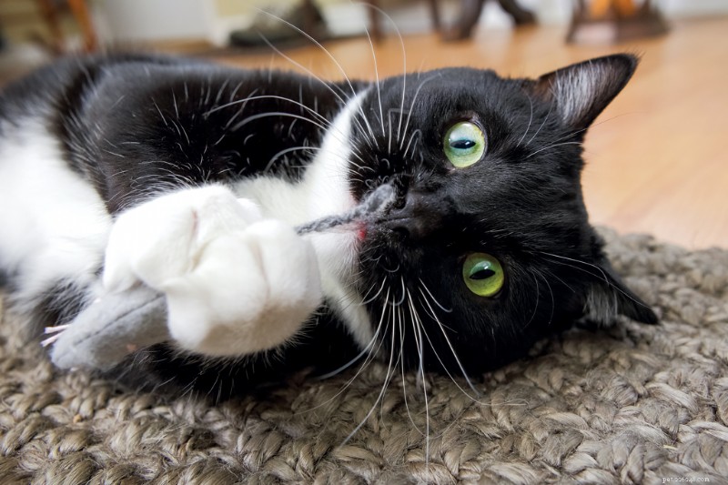 Scent Enrichment for Cats: 3 Fun Ways to Engage Their Powerful Nose