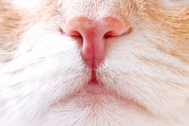 Scent Enrichment for Cats: 3 Fun Ways to Engage Their Powerful Nose