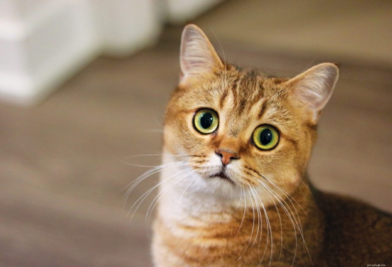 What Your Cat Is Trying to Say: 20 Commonly Misunderstood Behaviors