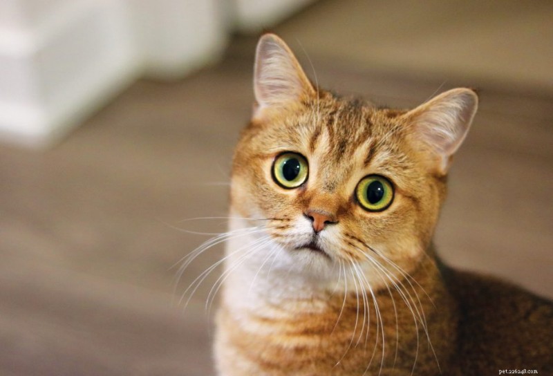What Your Cat Is Trying to Say: 20 Commonly Misunderstood Behaviors