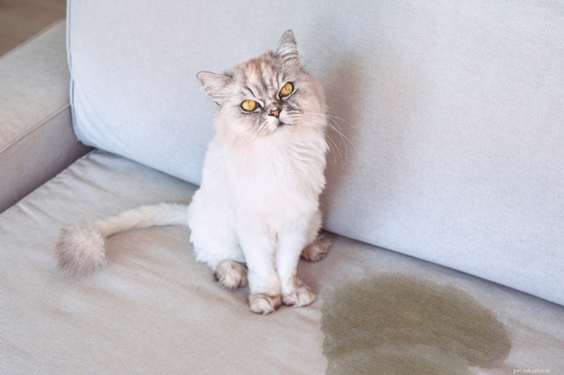 What Your Cat Is Trying to Say: 20 Commonly Misunderstood Behaviors