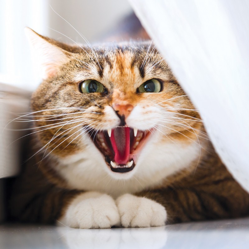 What Your Cat Is Trying to Say: 20 Commonly Misunderstood Behaviors