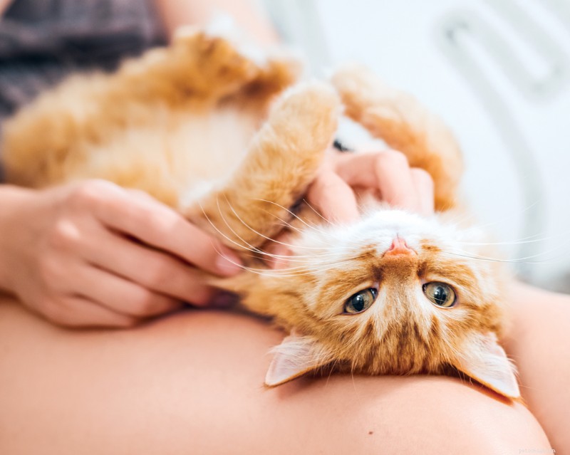 What Your Cat Is Trying to Say: 20 Commonly Misunderstood Behaviors