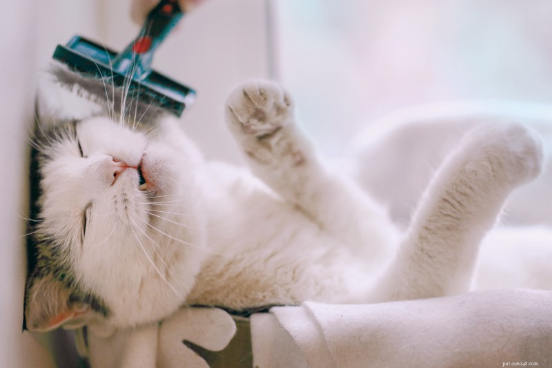 What Your Cat Is Trying to Say: 20 Commonly Misunderstood Behaviors