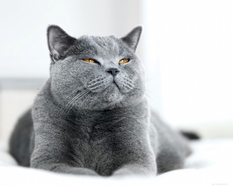 What Your Cat Is Trying to Say: 20 Commonly Misunderstood Behaviors