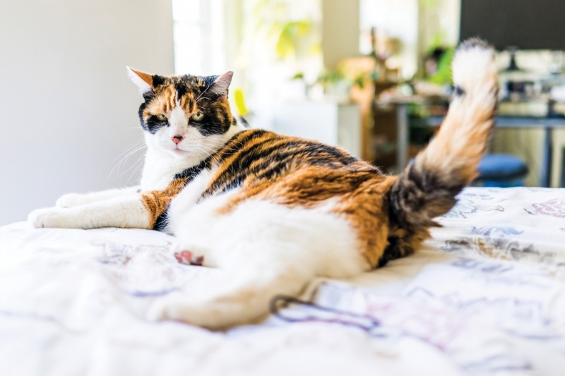 What Your Cat Is Trying to Say: 20 Commonly Misunderstood Behaviors