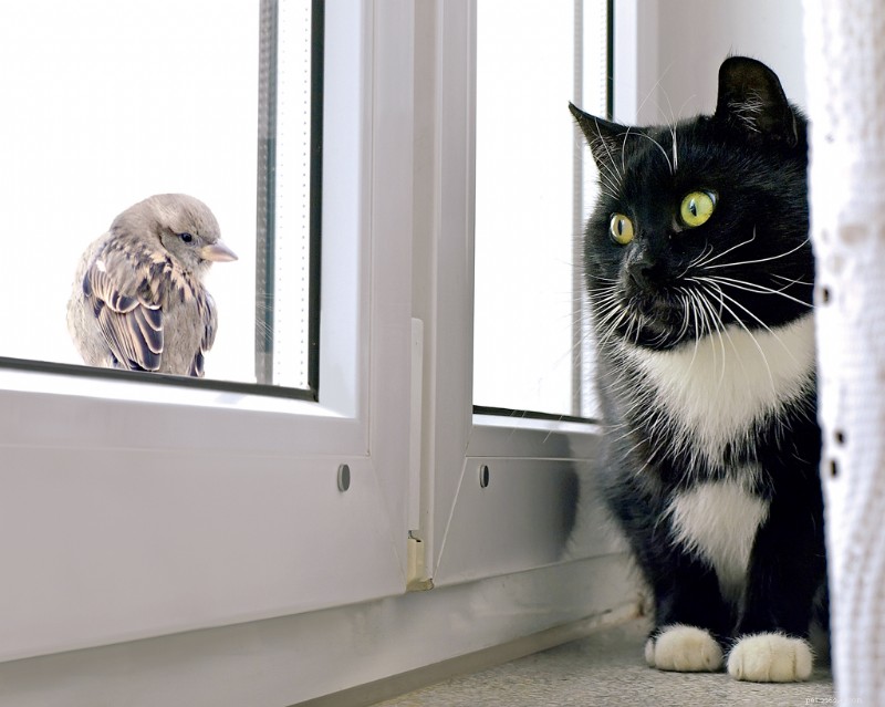 What Your Cat Is Trying to Say: 20 Commonly Misunderstood Behaviors