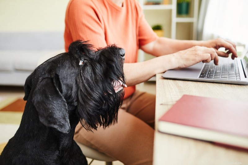 Why Your Dog Fears the Vet and How to Help