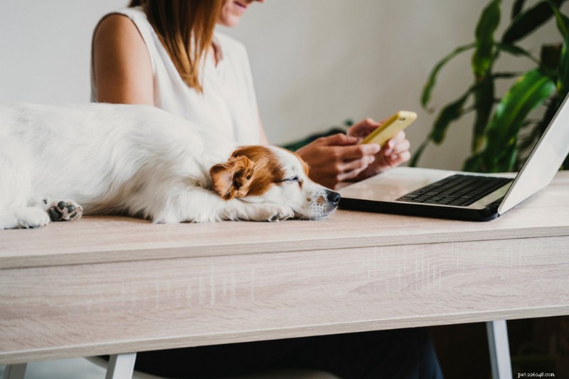 How Often Should You Take Your Dog to the Vet? A Complete Guide by Age