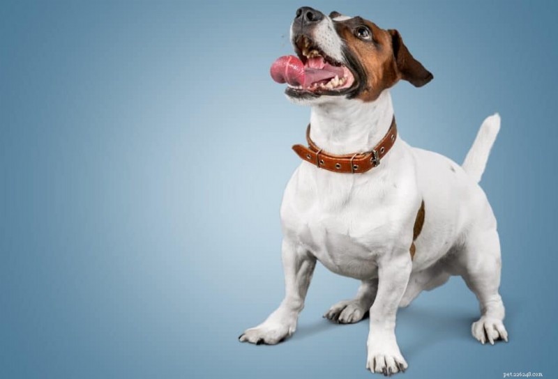 6 Reasons to Choose Pro Plan AdvantEDGE for Adult and Senior Dogs