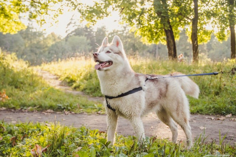 6 Reasons to Choose Pro Plan AdvantEDGE for Adult and Senior Dogs