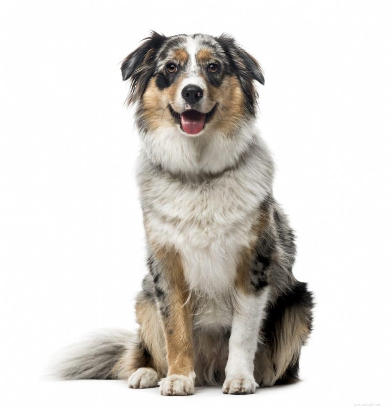 6 Reasons to Choose Pro Plan AdvantEDGE for Adult and Senior Dogs