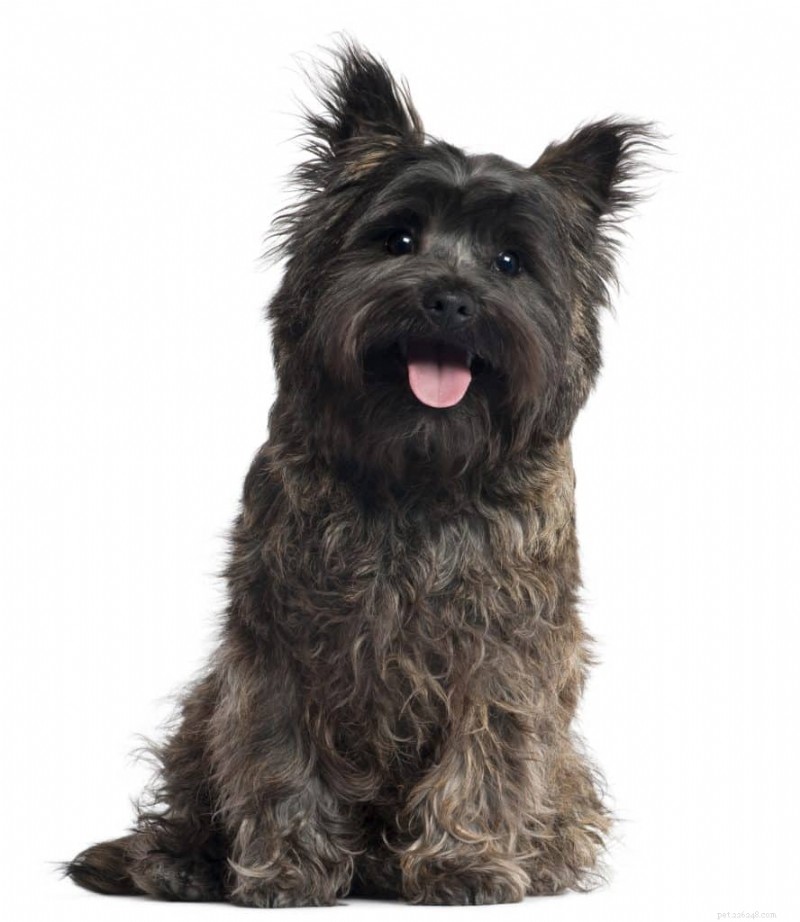 6 Reasons to Choose Pro Plan AdvantEDGE for Adult and Senior Dogs