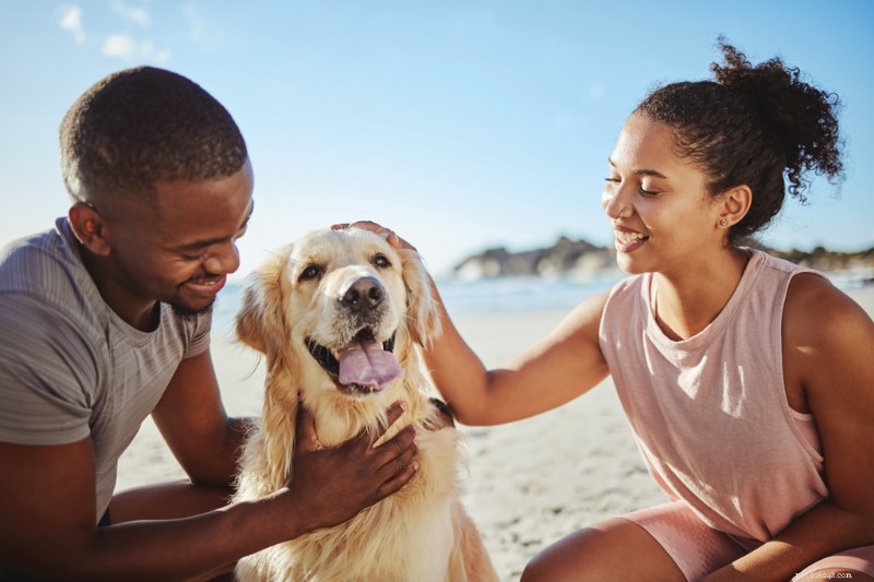 Modern Dog s Top 13 Wellness Products for a Healthier, Happier Pup