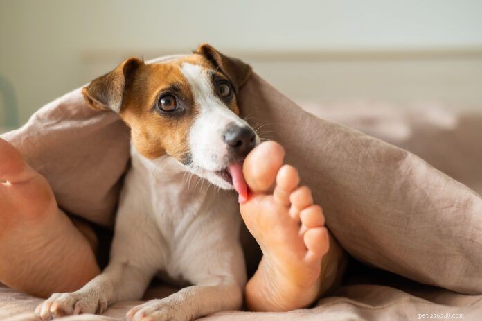 Why Dogs Lick Your Feet: Causes, Risks, and How to Stop It